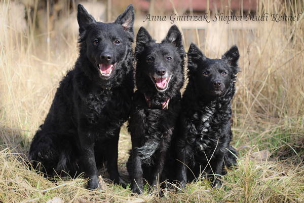 Shepter Mudi & Border Collie Kennel - K-Litter